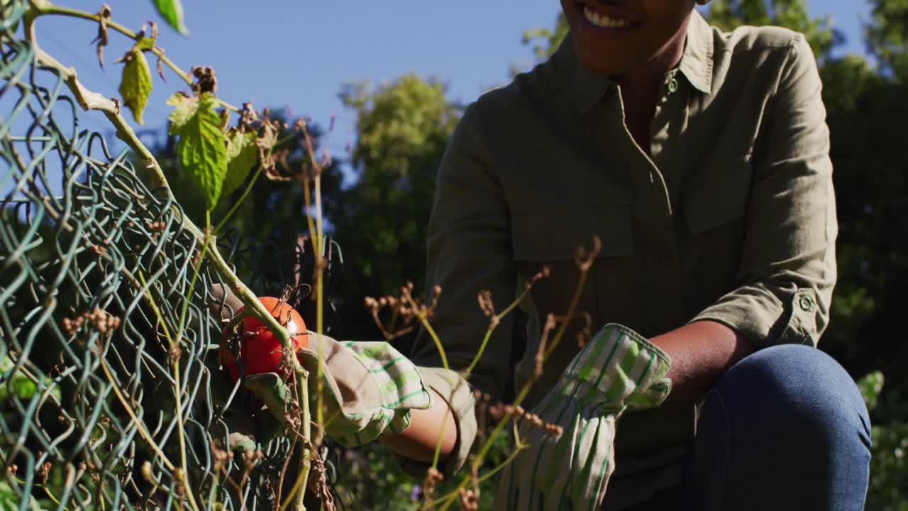 mujer afroamericana en un jardín soleado mirando la planta de tomate frutal