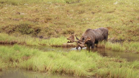 a moose in the alaskan tundra drinks from a river in slow motion