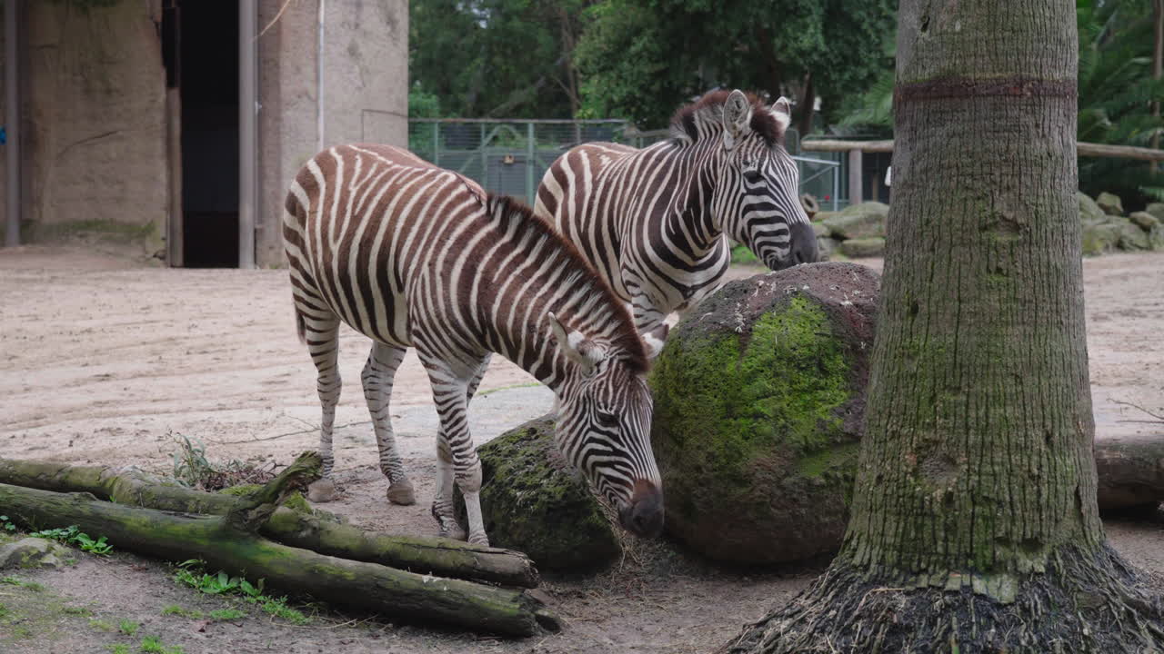 dos cebras paradas debajo del árbol en el zoológico