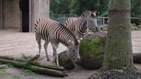 Zwei-Zebras-Stehen-Unter-Dem-Baum-Im-Zoo