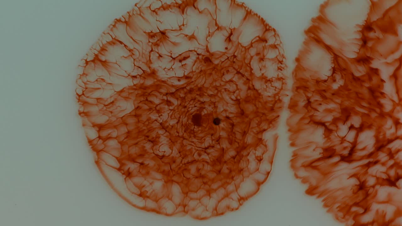 two reds emerge, make themselves complex and dance together