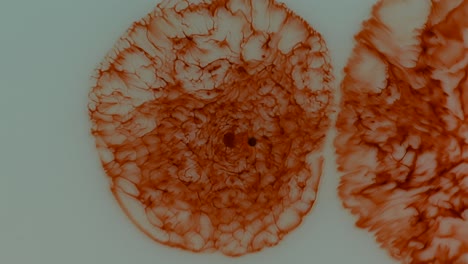 two reds emerge, make themselves complex and dance together