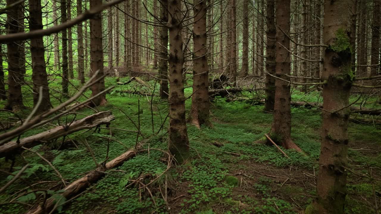 Udsigt over skoven i Norge. Norges smukke natur. Kameraet bevæger sig i førsteperson gennem en tæt fyrreskov