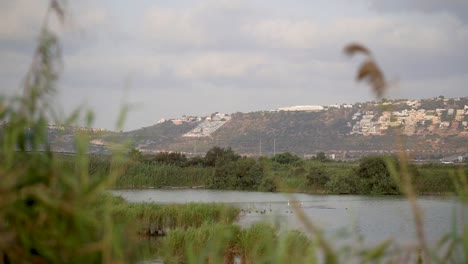 Birds-in-artificial-Lake-of-Maagan-Michael-and-the-Israeli-town-of-Zikhron-Ya'akov-in-the-background,-Israel