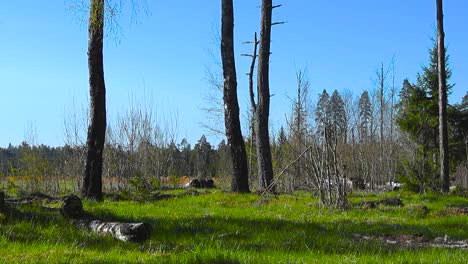 Low slide over old long birch tree trunks against bright blue sky. Behind bare shrubs with small leaf buds is meadow and evergreen forest line. Sunlit green forest floor and tall trees, spring renewal