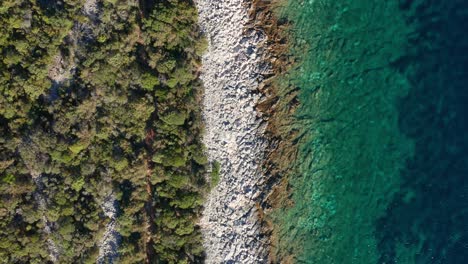 aerial top view of pine tree forest, rocky shore, turquoise calm sea