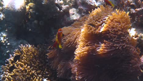 Topical-saltwater-fish-,clownfish---Coral-reef-in-the-Maldives,-Anemonefish