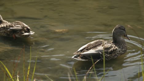 Primer-Plano-De-Dos-Patos-Salvajes-En-Un-Lago-De-Montaña-De-Gran-Altitud-En-Busca-De-Comida-Bajo-El-Agua,-Tatras-Occidentales,-Eslovaquia