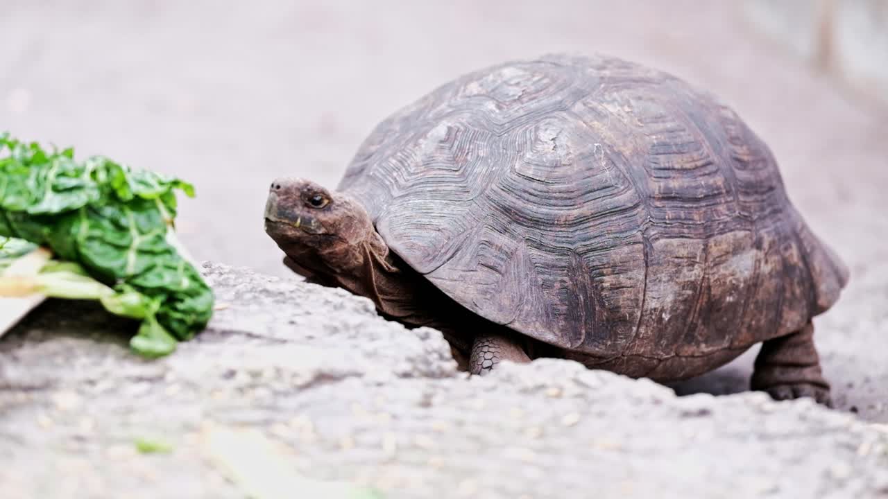 A tortoise approaches a pile of spinach at a petting zoo