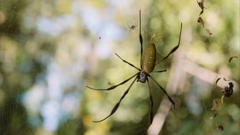 golden silk spider in its web close up