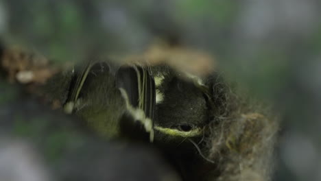 macro of japanese tit babies on nest inside tree hollow at wilderness