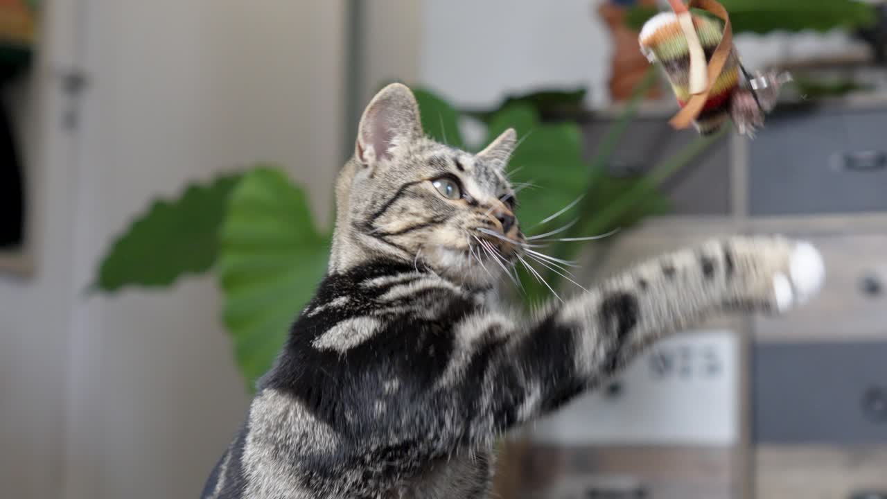 Slow motion of a tabby cat interacting with a hanging mouse toy indoors, showcasing curiosity and playful feline behavior.