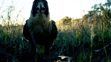 falcon eagle perching in a grassland