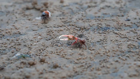 sea crabs on a beach, aquatic crabs, fiddler crabs, red crab, mangrove crab, one legged crab