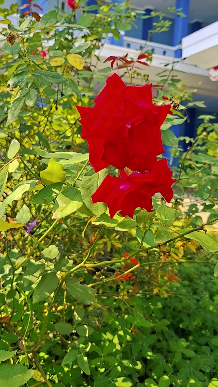 Rose rosse vivaci che sbocciano in un giardino soleggiato