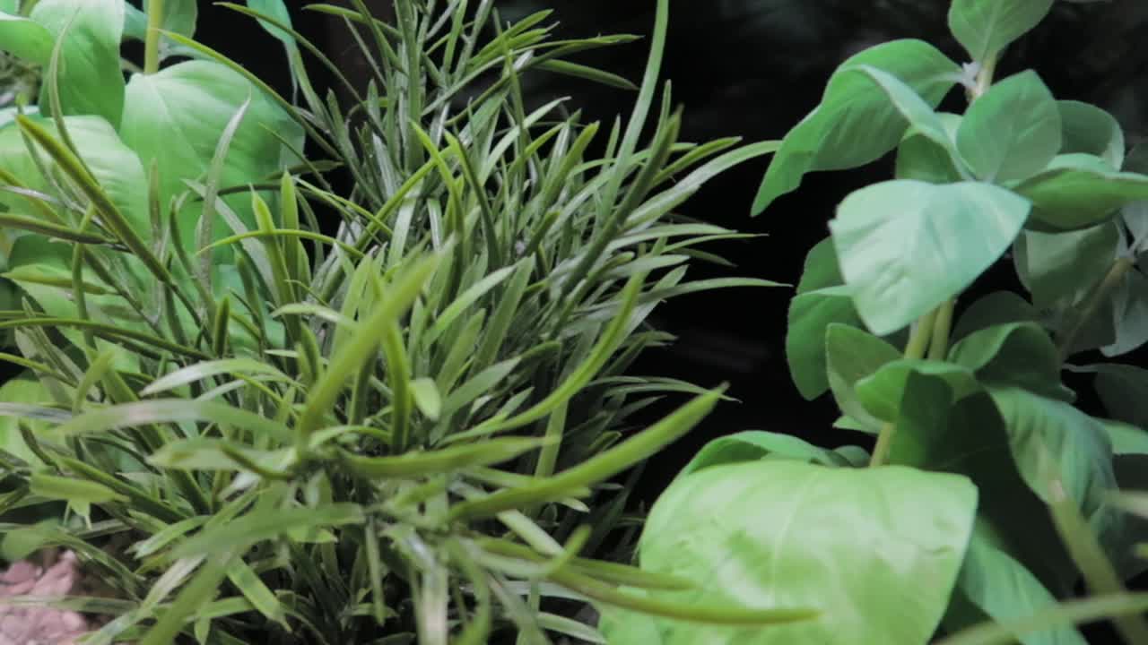 선명한 녹색 색상과 어두운 배경을 갖춘 집 녹색 식물의 클로즈업 샷