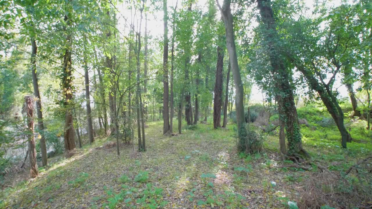 가을 숲, 짐벌 워크