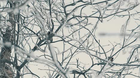 Meisenvögel-Ruhen-Auf-Mit-Frost-Bedeckten-Zweigen-In-Zeitlupe