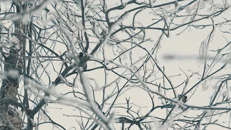 titmice birds rest on covered with frost branch slow motion