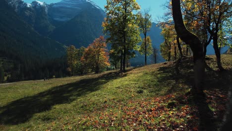 Fly-through-vibrant-and-colorful-maple-trees-with-red-and-yellow-fall-leaves-in-sunny-autumn-in-the-alps-mountains-in-Tyrol,-Austria-at-scenic-Ahornboden-forest-at-Rissach-Engtal