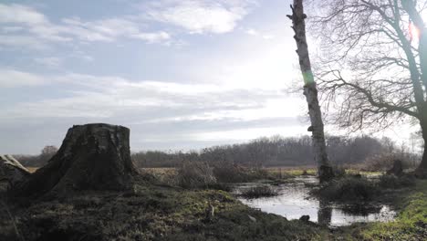 winter woodland scene with creek and tree stump