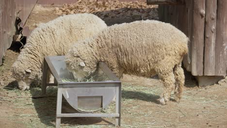 Two-White-Sheep-Eating-Grass-And-Hay-On-A-Farm-In-Seoul,-Korea