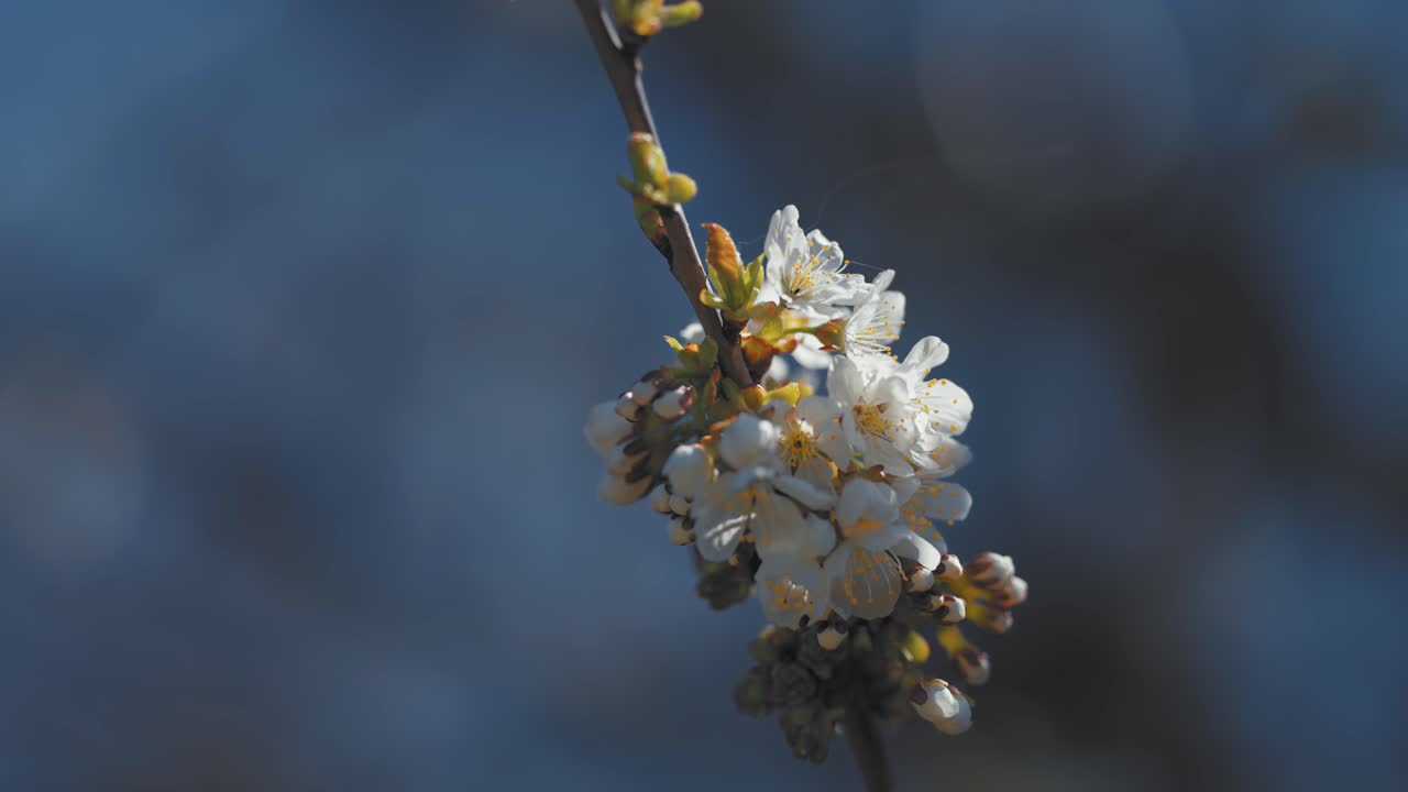 Delicate flowers of the cherry tree in full bloom