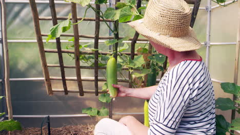 mature woman checking cucumbers growing in allotment greenhouse