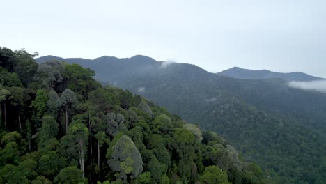 exuberante bosque verde y jungla en ipoh, malasia - retroceso aéreo