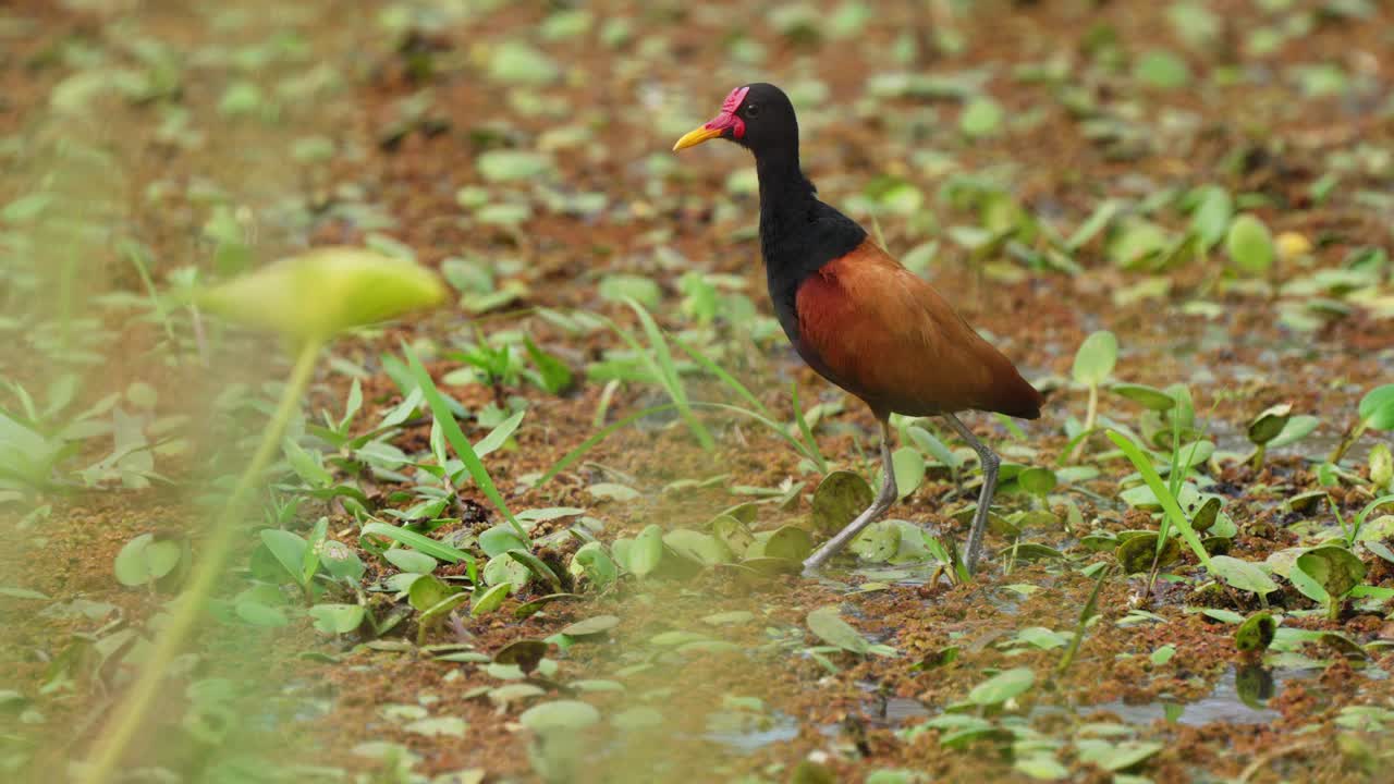 jacana de barbas silvestres acicalándose y arreglando sus plumas en medio de los humedales de ibera llenos de diversas plantas y vegetaciones en el área de conservación del pantanal