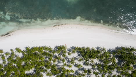 Vista-Aérea-De-Arriba-Hacia-Abajo-De-La-Playa-De-Bohol-Que-Muestra-Arena-Blanca-Y-Palmeras-En-La-Isla-De-Panglao,-Bohol,-Filipinas