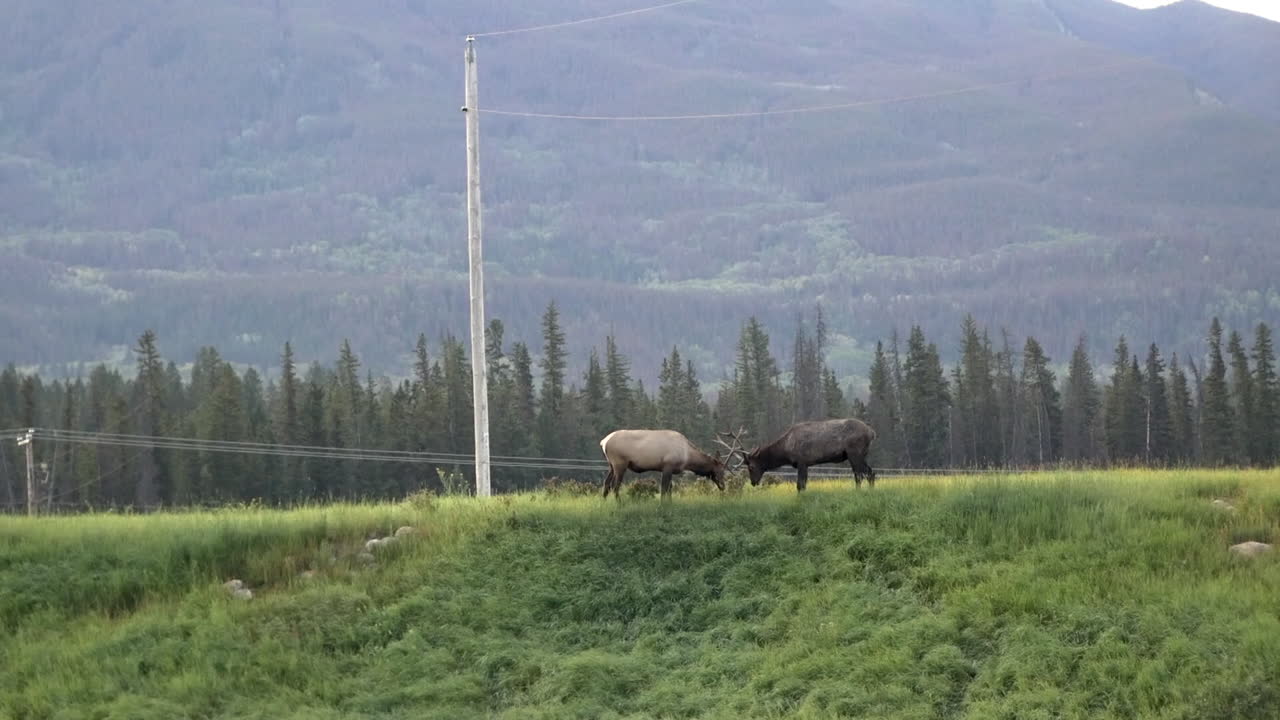 안개 인 아침 에 싸우고 있는 두 마리 의 사