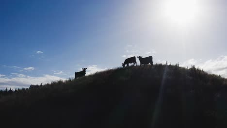 back lit silhouette of three cows standing on hill, aerial