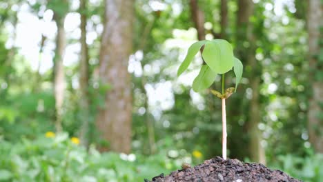 small tree growing it has been planted and watered well.