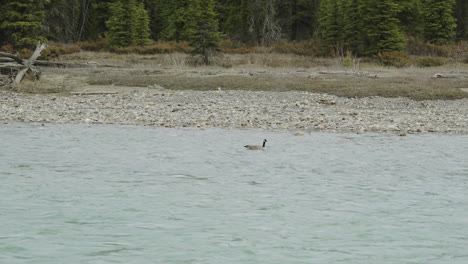 Eine-Kanadagans,-Die-Auf-Einem-Fluss-Fließt-Und-Den-Rahmen-Verlässt