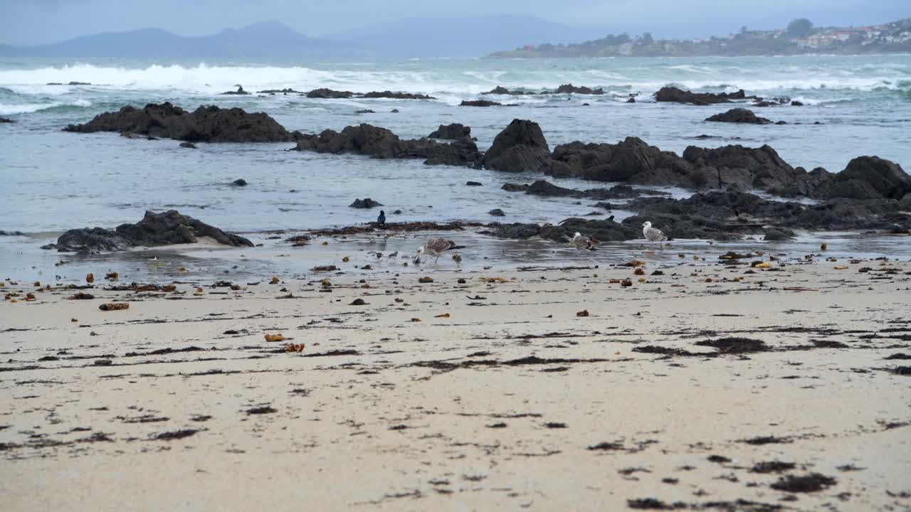 Seagulls feeding on the sand of a rocky beach in Galicia, Spain