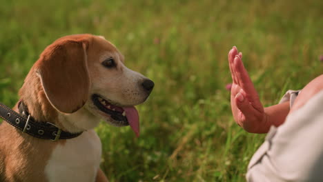 primer plano del dueño del perro dando un apretón de mano juguetón al beagle feliz en el campo cubierto de hierba bajo un cielo soleado, con la lengua del perro fuera y el dueño sonriendo, vegetación y fondo borroso con mariposa voladora