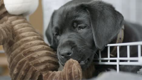 Pequeño-Labrador-Negro-Joven-Parado-En-Una-Jaula-Blanca-Y-Lamiendo-Y-Masticando-Un-Mono-De-Peluche-Marrón-Dentro-De-Una-Casa