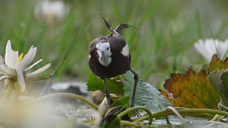 extreme closeup shot of pheasant tailed jacana