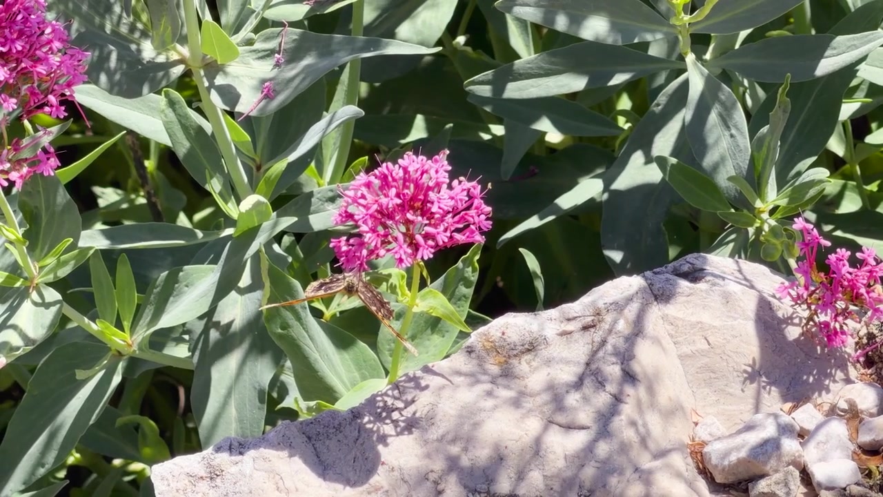 Una farfalla arancione impollina fiori di valeriana rosa in un giardino soleggiato con foglie verdi.