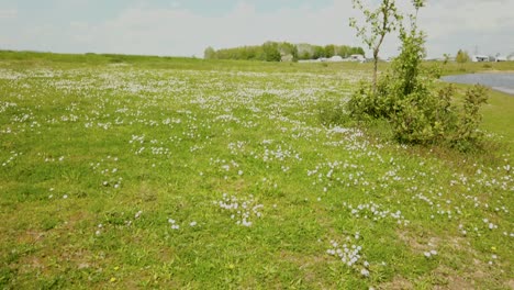 disparo épico en el campo de margaritas blancas en la temporada de primavera
