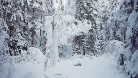 Escena-Invernal-De-Un-Bosque-Densamente-Cubierto-De-Nieve