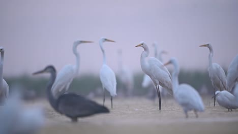 Graureiher-Mit-Silberreihern,-Die-Am-Nebligen-Morgen-Fischen