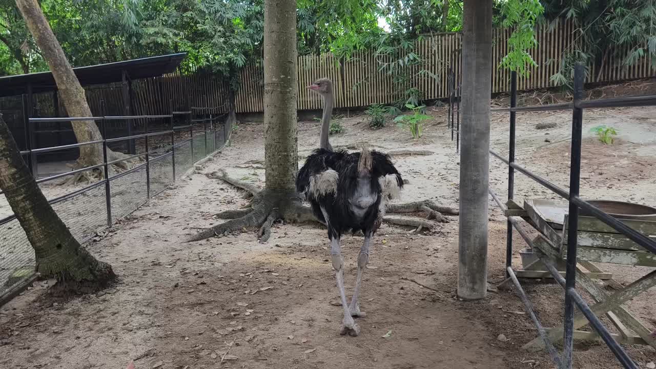 avestruz en un recinto del zoológico