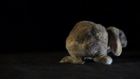 close up grey lop rabbit hopping around a black studio background sniffing and twitching his nose with cute tail