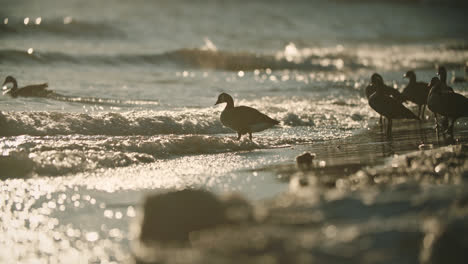 Backlit-Silhouette-of-Canadian-Geese-Walking-into-Lake-Waves-during-Sunset