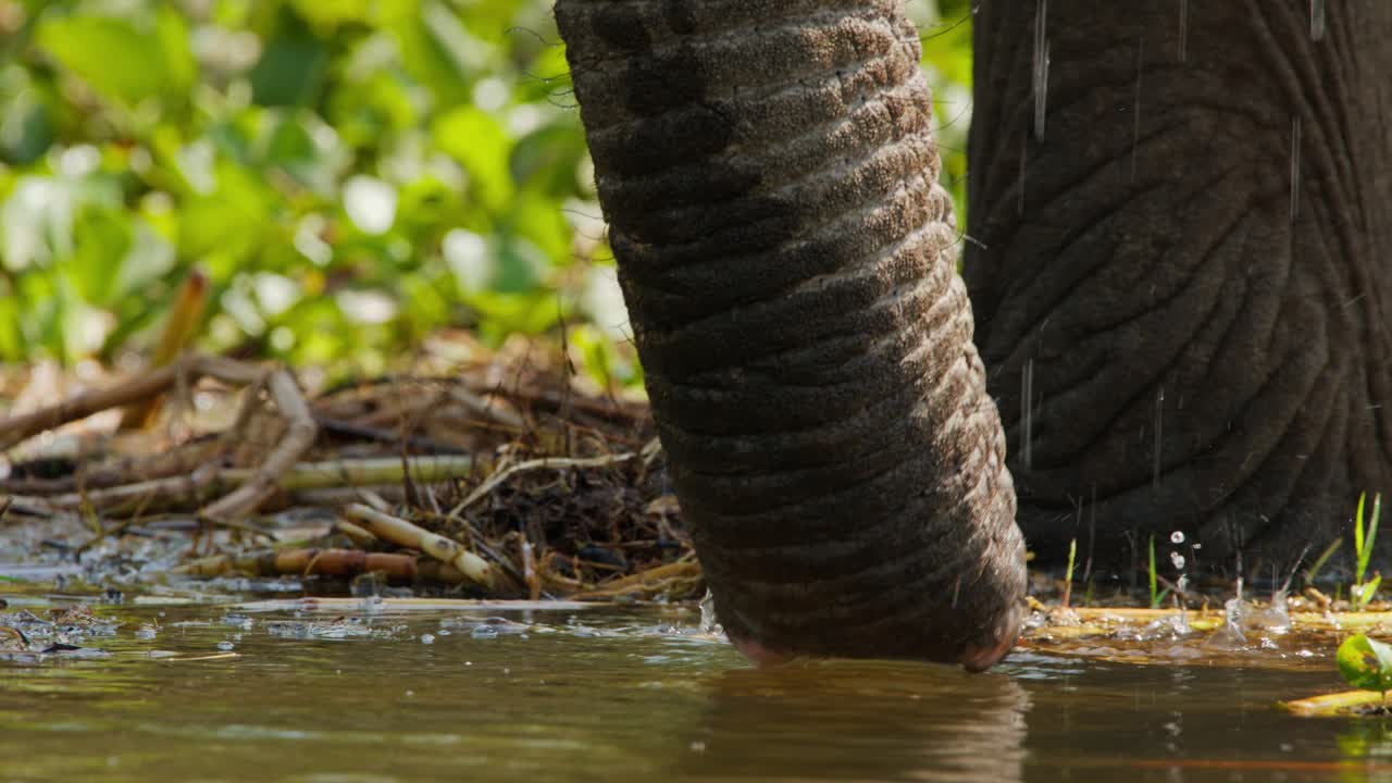 close up of an African bush elephant's trunk (Loxodonta africana) as it gently touches the water's surface in the Nile River, captured in Murchison Falls National Park, Uganda, in slow motion.