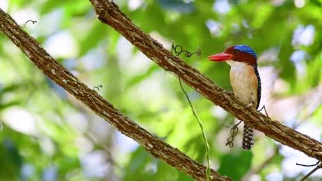 Ein-Baum-Eisvogel-Und-Einer-Der-Schönsten-Vögel-Thailands-In-Den-Tropischen-Regenwäldern