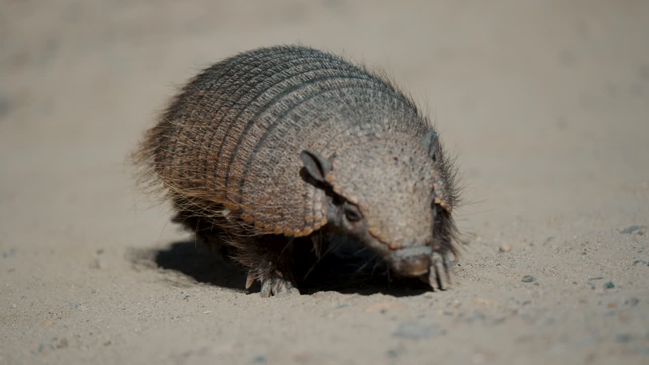 Lone Pygmy Armadillo Foraging In The Sand In Valdes Peninsula, Chubut Province, Argentina