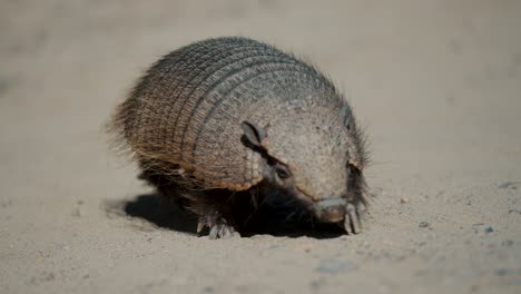 lone pygmy armadillo foraging in the sand in valdes peninsula, chubut province, argentina